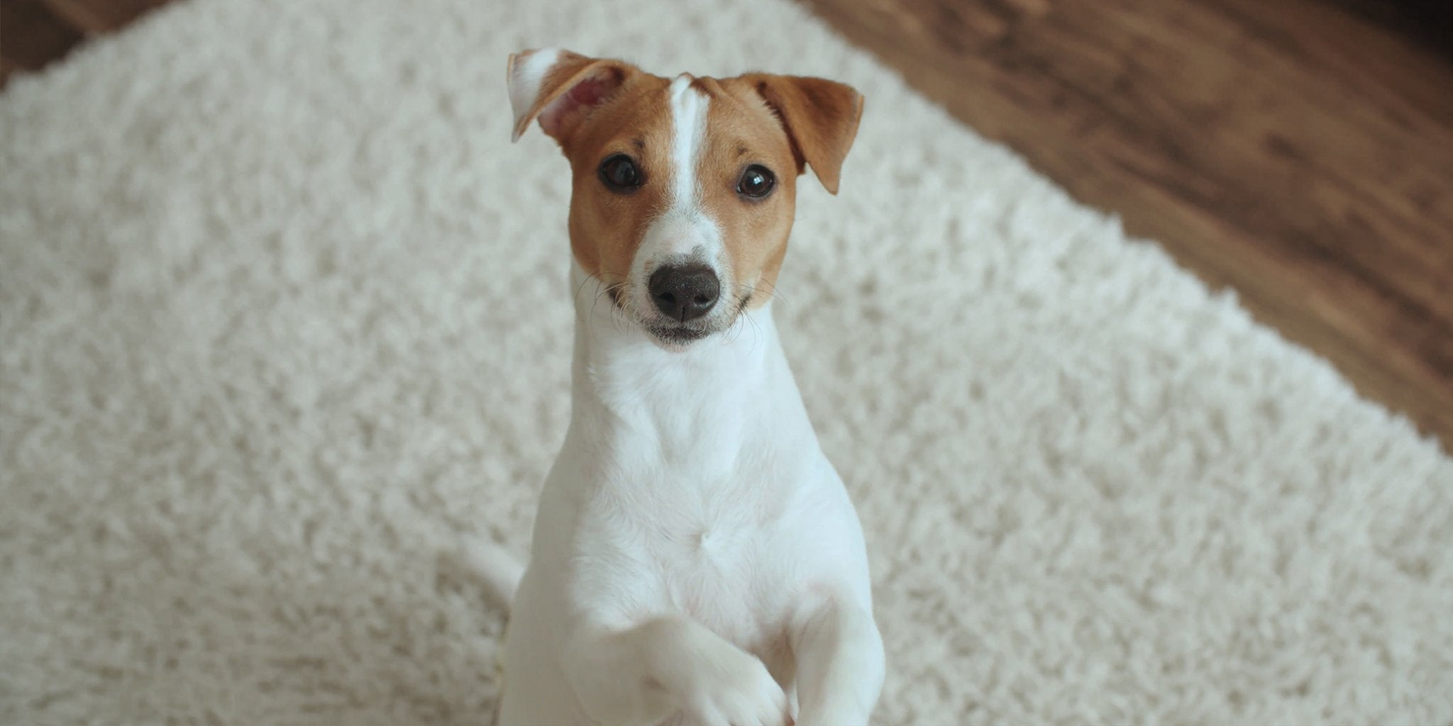 Dog Print Leggings — How to Wear Animal-Themed Clothes